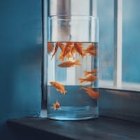 Avatar of Sophia Cruz